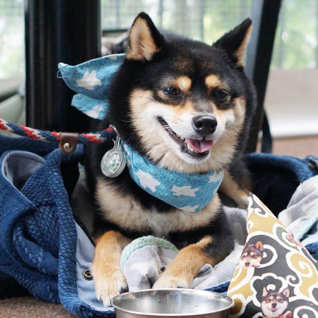 黒豆柴こむぎのグルメインスタ