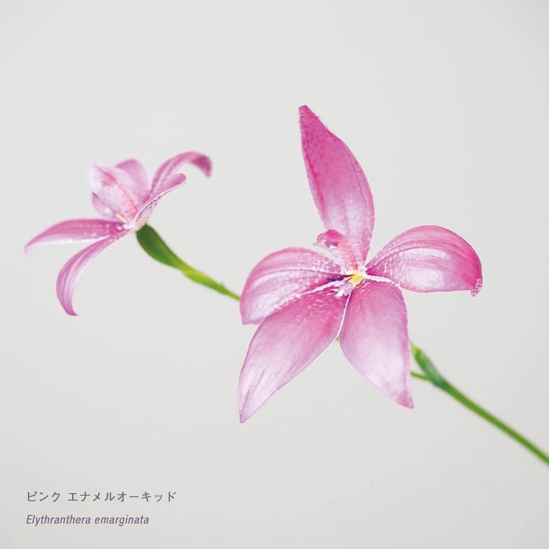 ブルータスさんのインスタグラム写真 - (ブルータスInstagram)「【珍奇植物★発売中】特集「珍奇植物」4回目になる最新号では、珍奇な花をつける植物たちをメインにご紹介。写真は花弁がエナメルのようにテカテカの光沢をまとう、ピンク エナメルオーキッド。栽培は神経質でクセがあり、日本での栽培はまだしっかりと確立されていない。  #ブルータス #brutus #珍奇植物 #植物 #多肉植物 #観葉植物 #植物のある暮らし #花 #botanical #plants #nature」7月6日 13時00分 - brutusmag