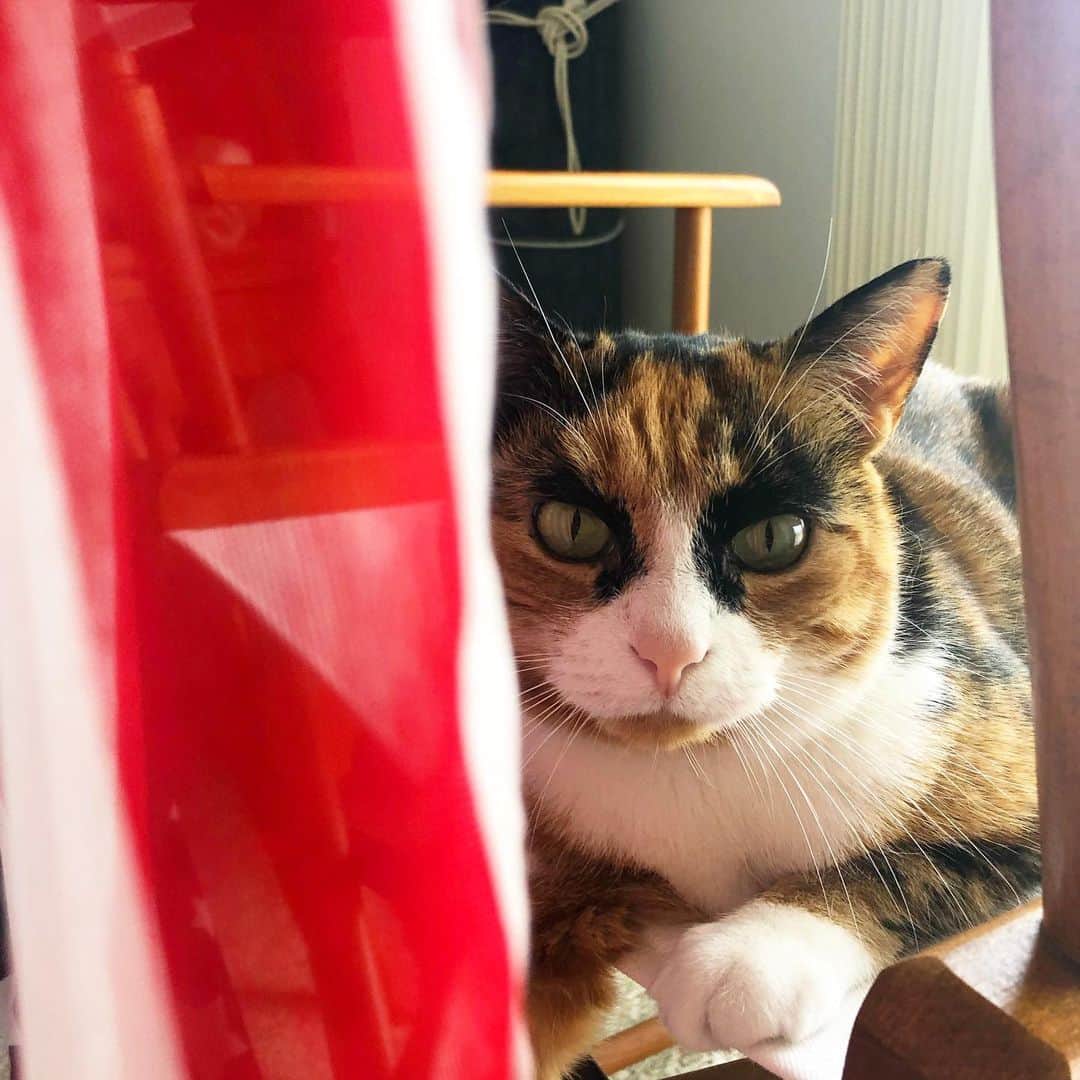 リリーのインスタグラム：「Hope everyone one had a great 4th of July!!!」