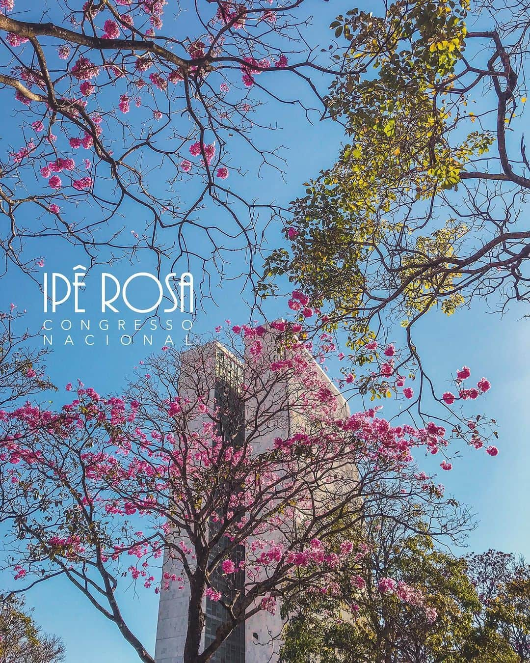 ジルマ・ルセフさんのインスタグラム写真 - (ジルマ・ルセフInstagram)「IPÊS DA CAPITAL A florada dos ipês começou em Brasília e já enche de cores a cidade. Os ipês-rosa são os primeiros. Até o fim de agosto haverá os amarelos e os brancos. #brasilia #ipe #iperosa」7月6日 5時44分 - presidenciadobrasil