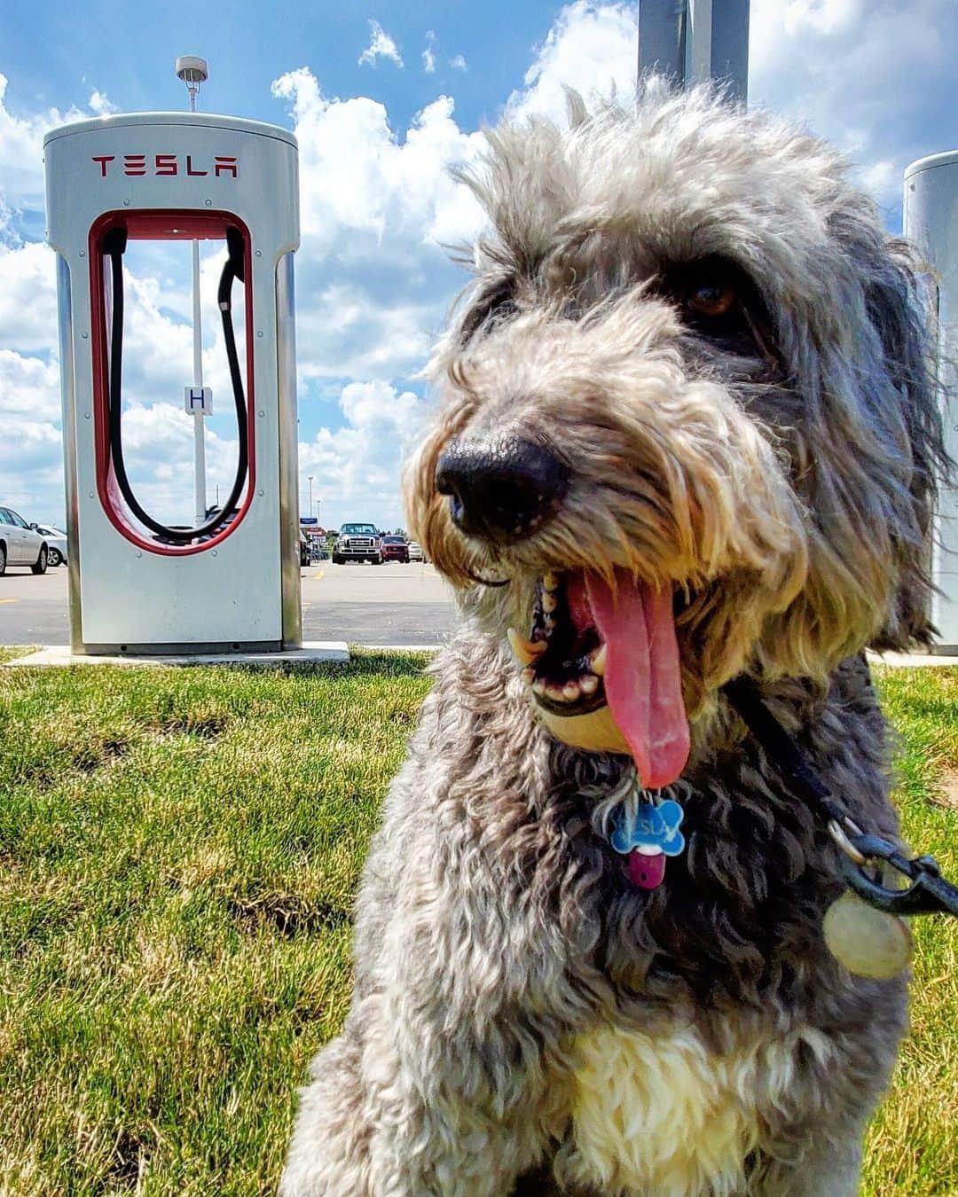 Teslaさんのインスタグラム写真 - (TeslaInstagram)「can we please get a #DogsAtSuperchargers hashtag going for the love of all that is good (This goodest of dogs was originally posted by @__monkeyevil__)」7月6日 5時51分 - teslamotors