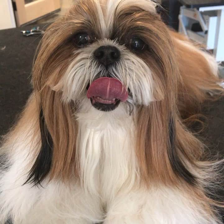 Dogs by Ginaのインスタグラム：「Hair done, ready for rose’ 🌸🐾 #napavalley #napavalleyrose #dogsofnapa #dogsofnapavalley #winerydogs #napawinedog #napawineries #napawinery #napawine #dogsofnapavalley #shihtzu」