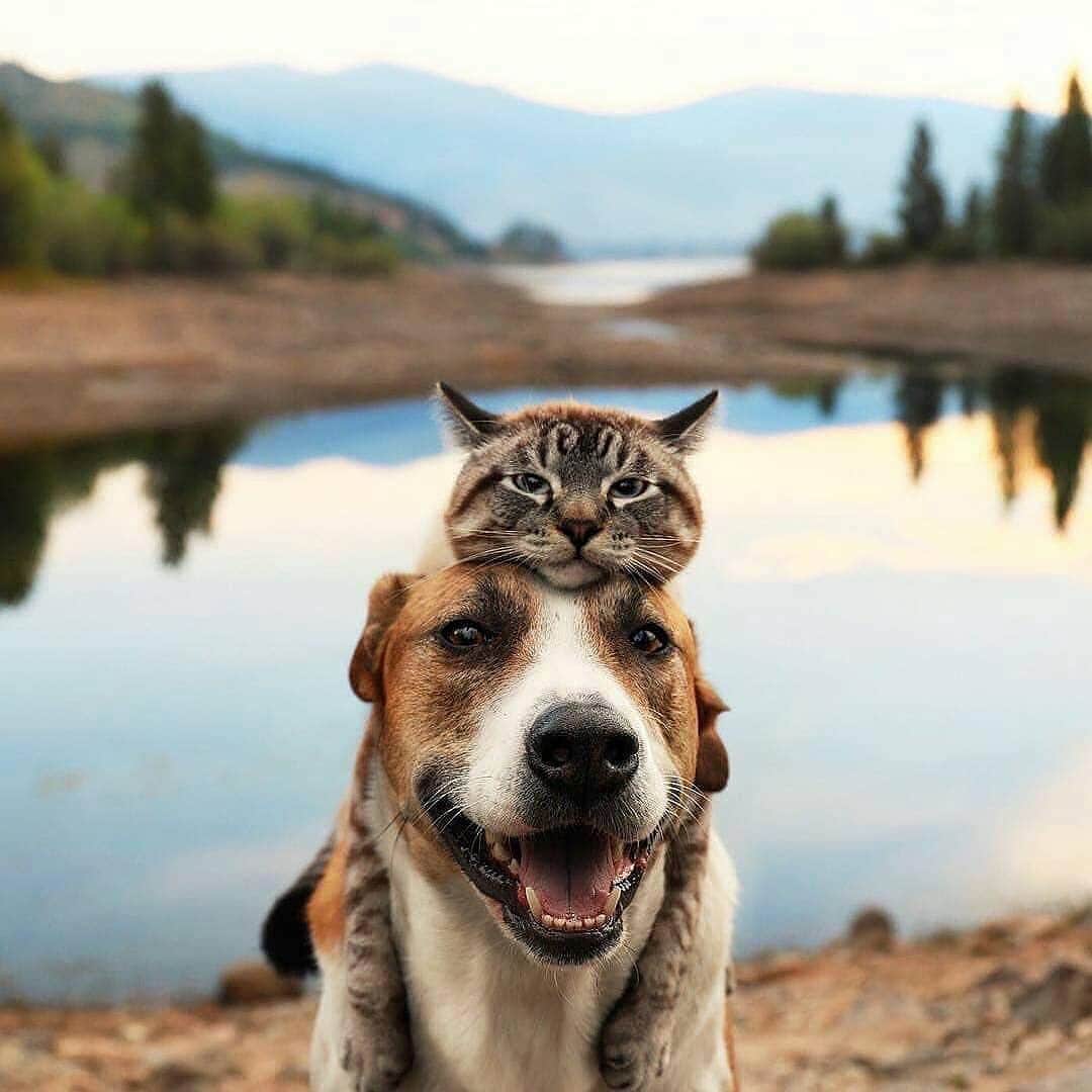 Cute Pets Dogs Catsさんのインスタグラム写真 - (Cute Pets Dogs CatsInstagram)「Wonderful journey 😍 📩 Submit your cat’s photo to our contest email (below BIO) to be featured! ❤️ Notification ON 💙 From: @henrythecoloradodog #kittens_of_world and follow us to be featured 😸 #kitty #cats #kitten #kittens #kedi #katze #แมว #猫 #ねこ #ネコ #貓 #고양이 #Кот #котэ #котик #кошка #cats #catofinstagram #catoftheday #catlover #catsagram #catlovers #cat_features #catlady #catlife #catlove #catsgram #cutecat」7月6日 6時22分 - dailycatclub