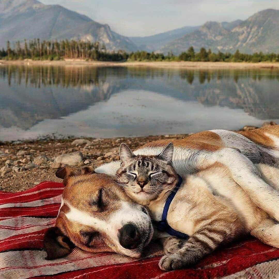 Cute Pets Dogs Catsさんのインスタグラム写真 - (Cute Pets Dogs CatsInstagram)「Wonderful journey 😍 📩 Submit your cat’s photo to our contest email (below BIO) to be featured! ❤️ Notification ON 💙 From: @henrythecoloradodog #kittens_of_world and follow us to be featured 😸 #kitty #cats #kitten #kittens #kedi #katze #แมว #猫 #ねこ #ネコ #貓 #고양이 #Кот #котэ #котик #кошка #cats #catofinstagram #catoftheday #catlover #catsagram #catlovers #cat_features #catlady #catlife #catlove #catsgram #cutecat」7月6日 6時22分 - dailycatclub