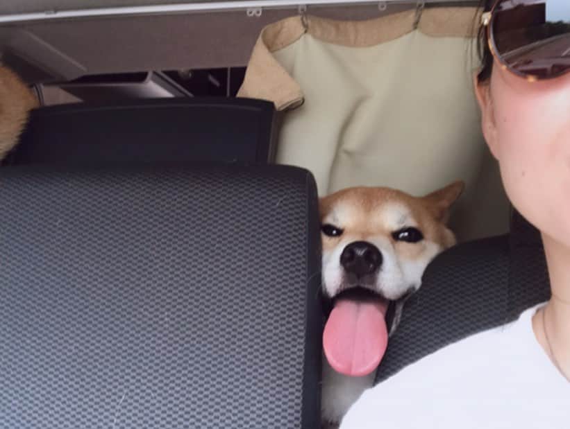 柴犬Mamesuke・Korosuke??大阪さんのインスタグラム写真 - (柴犬Mamesuke・Korosuke??大阪Instagram)「🐱🐻🏕 🐾----*----*----*----*🐾 豆コロと一緒に3泊4日のキャンピングカーの旅に行ってきました🚗⭐️ 今回、初めてキャンピングカーを借りたんですが、本当に楽しくて快適な旅でした😊 ここのレンタルキャンピングカー屋さんは、全車ペットオッケーで、凄く親切丁寧に対応していただき、また来年も借りたいと思いました❤️ 【買って良かった物・持って行って良かった物】 #タフライトテーブル 軽くて機能的で買って良かったテーブル。 #沢山のキャンドル 雰囲気作りには絶対に必要！ #虫除けスプレー これは絶対に必要！ #沢山のウエットティッシュ キャンピングカーが土足厳禁なので豆コロの足を拭くのに重宝。 ・ 【持って行って無駄だった物】 #アルミ製の両手鍋 鍋はストーブの鍋が一つあれば十分。オーブンにもなるしフライパン代わりにもなるし、お湯も沸かせるし、米も炊ける。 #沢山の毛布 毛布は1枚で十分。 #インフィニティチェア 持っていくつもりで2脚購入したけど、重過ぎデカ過ぎで、キャンプ行く前にメルカリで売りました💦やっぱり軽くてコンパクトになる椅子で十分でした😅 ・ 次はもっといい旅にするぞ🤗💓 🐾----*----*----*----*🐾 #レンタルキャンピングカー #キャンピングカーの旅 #MameKoro #豆コロ」7月6日 6時27分 - mame_suke_i