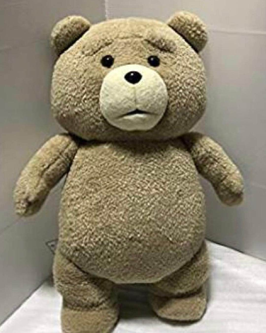 Maruさんのインスタグラム写真 - (MaruInstagram)「ᵃⁿᵈ She looks totally identical to Ted! ᵃⁿᵈ まるっ、おはっぴー！ (おはっぴー！は、Qooちゃんち @happy_ryo_ken  の朝挨拶)と、 声をかけたくなるよな下がり眉まる～。 そして、誰かに似ているなぁと思ったら....... スワイプリーズ➡️ #おはっぴー #なんて素敵なご挨拶  #Ted」7月6日 6時30分 - akiyomaru