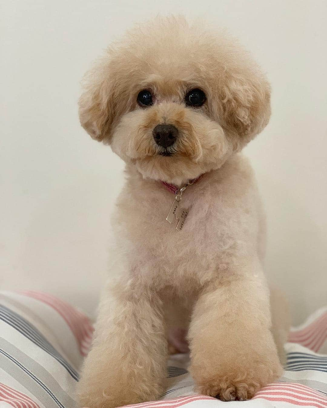 Maruさんのインスタグラム写真 - (MaruInstagram)「ᵃⁿᵈ She looks totally identical to Ted! ᵃⁿᵈ まるっ、おはっぴー！ (おはっぴー！は、Qooちゃんち @happy_ryo_ken  の朝挨拶)と、 声をかけたくなるよな下がり眉まる～。 そして、誰かに似ているなぁと思ったら....... スワイプリーズ➡️ #おはっぴー #なんて素敵なご挨拶  #Ted」7月6日 6時30分 - akiyomaru