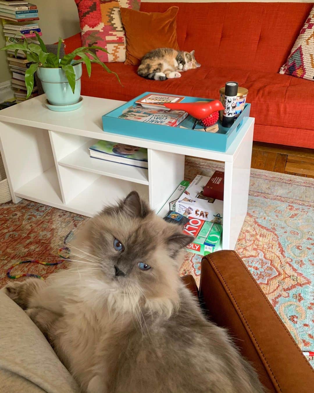 Tinaのインスタグラム：「Wheezy doesn’t want to sit with us 🙄😹」