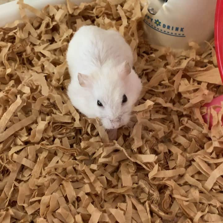 hamster_mocoのインスタグラム