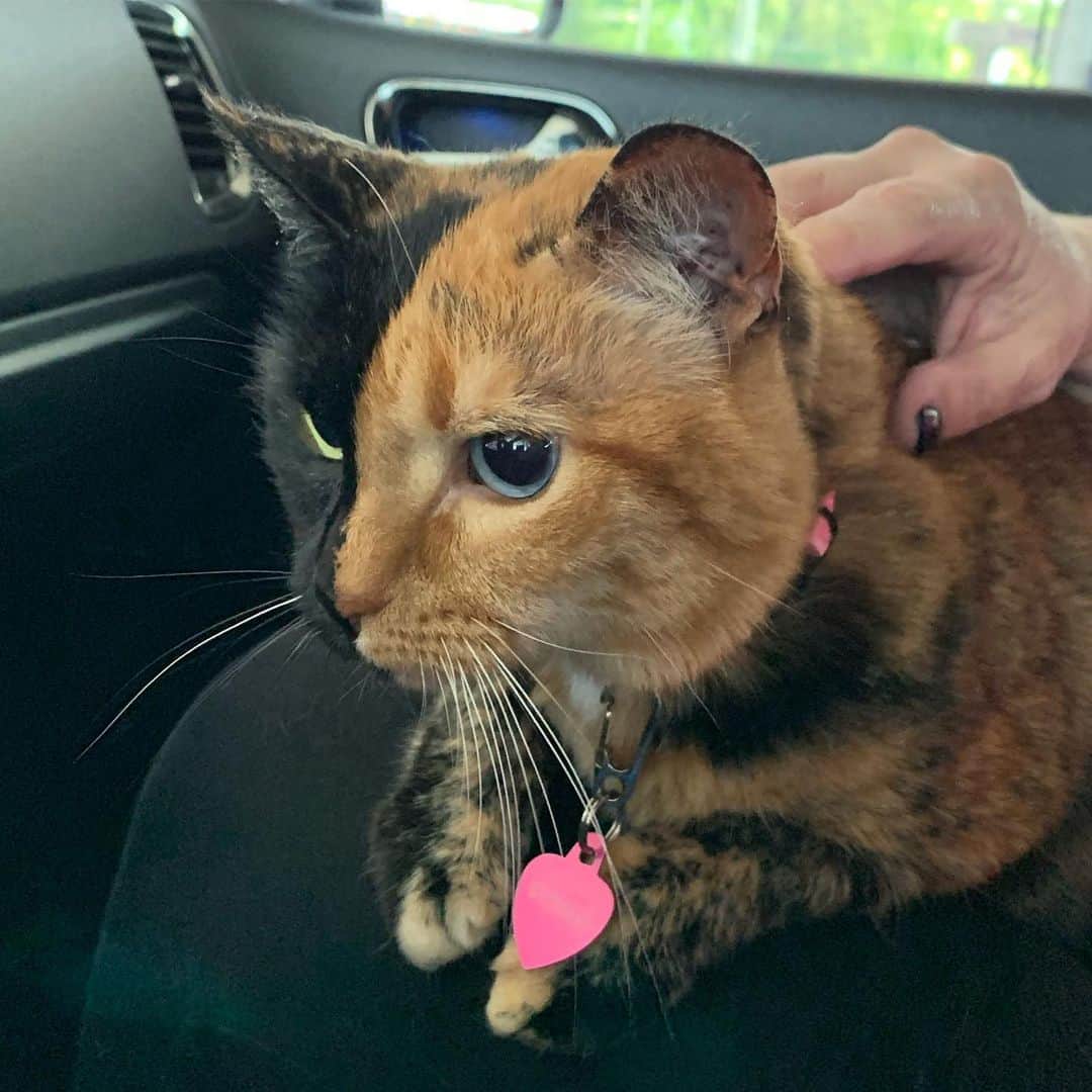 Venus Cat さんのインスタグラム写真 - (Venus Cat Instagram)「Toronto bound for @meowfestival ! This was a quick pit stop so I got some lap time with HuMom. ❤️ I’ll be celebrating my 10th birthday tomorrow by doing a meet & greet fundraiser where 100% of the ticket proceeds are directly donated to @torontocatrescu . If you’re in the Toronto area and want a b-day pic with me, come on out! 😺❤️ #meowfest2019」7月6日 6時53分 - venustwofacecat