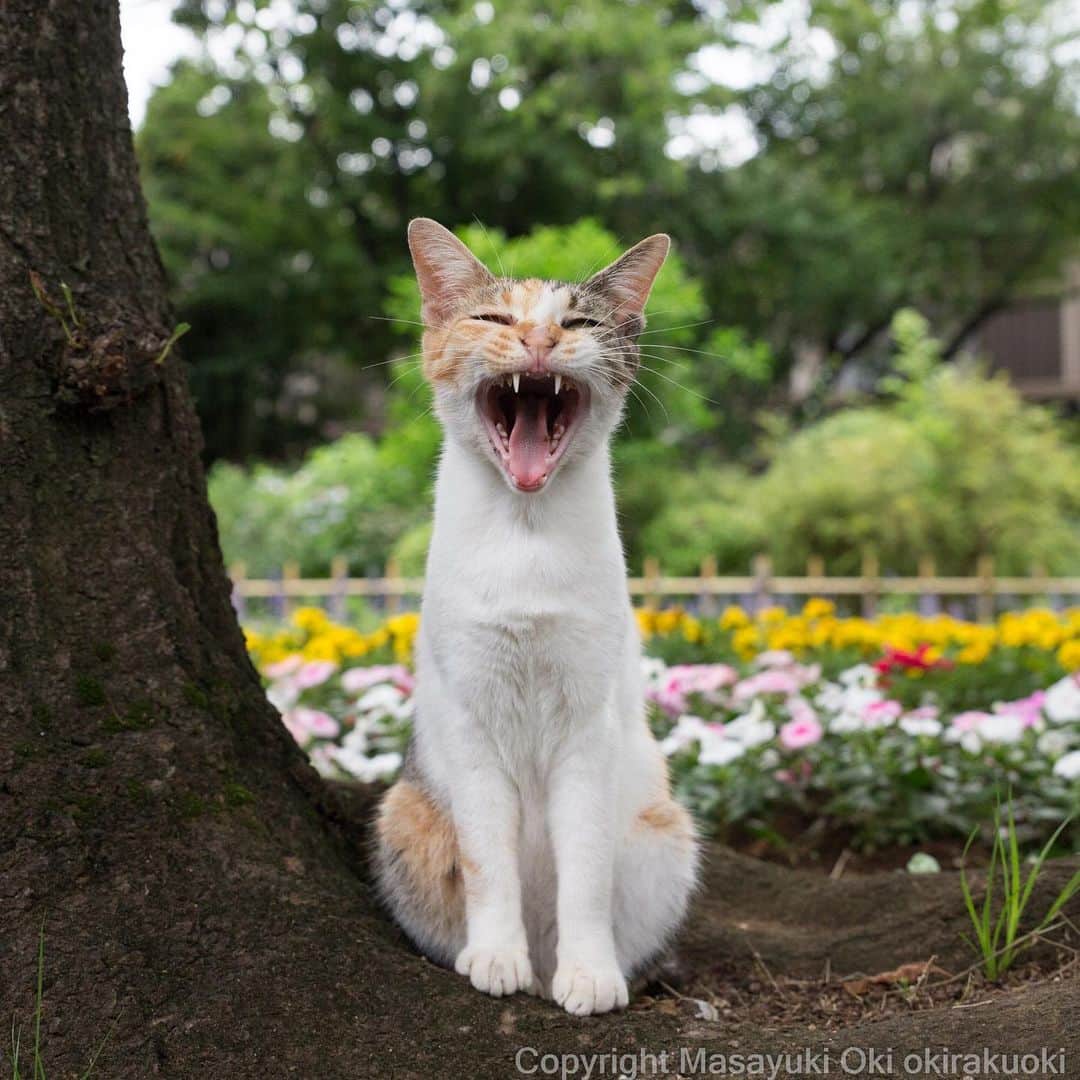 Masayukiさんのインスタグラム写真 - (MasayukiInstagram)「おはようございます。  Good morning from Tokyo Japan ☁️ #cat #ねこ」7月6日 7時10分 - okirakuoki