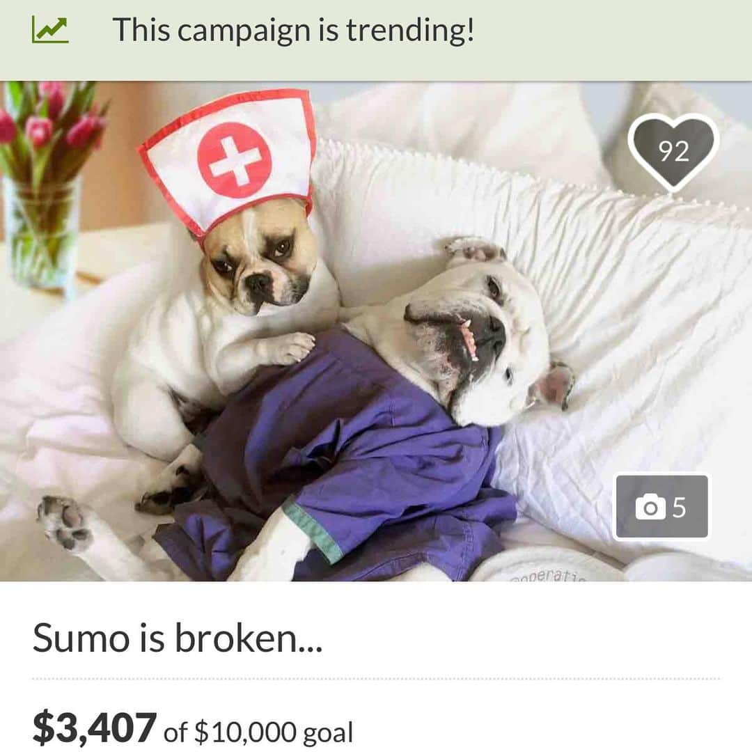 Digby & Aloのインスタグラム：「We woke up to the devastating news that one one of our dearest puppy pals Sumo (@meettheinbreds) needs spinal surgery urgently. Sumo’s family love him very much and to be honest, so do we. Sumo has been a source of laughs and inspiration for many years (yes shut up we copied some of his photos but look at his page and you’ll see why). Please share his campaign, get the word out and help save his life, just like Sumo and his family have done for the foster dogs that have been rehabilitated and given a second chance through their love and dedication.  The link is in our bio and will stay there until they reach their goal. #savesumo」