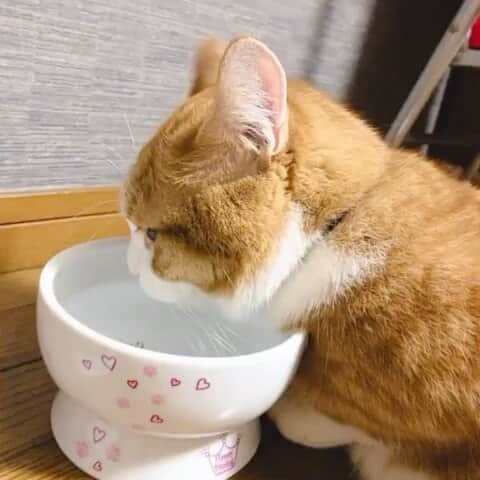 猫壱（ねこいち•ネコイチ）のインスタグラム