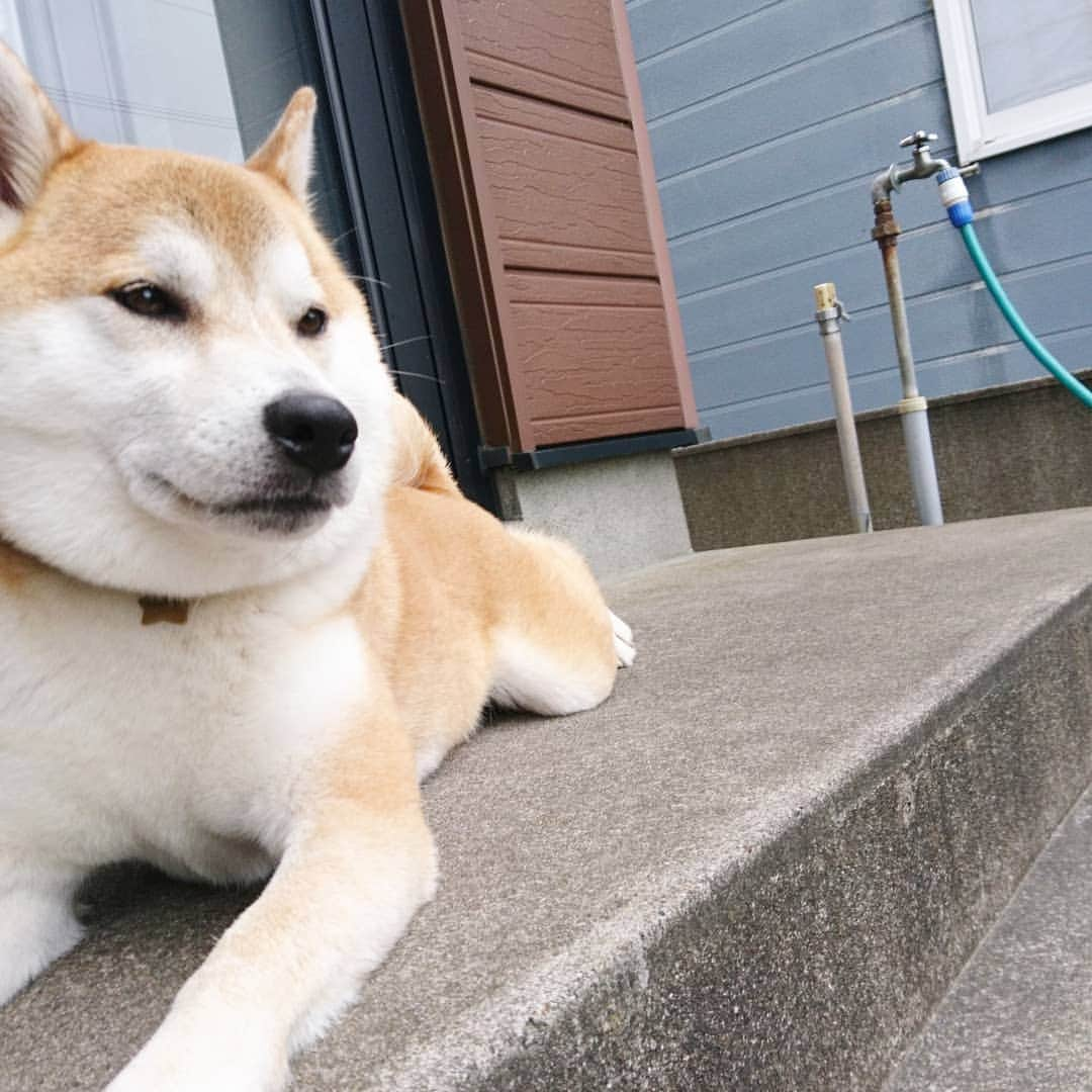 柴犬⭐️サスケさんのインスタグラム写真 - (柴犬⭐️サスケInstagram)「おはわん #柴犬#赤柴#犬ら部 #ふわもこ部 #朝ん歩#石ころ#僕のもの#茶助#柴北会」7月6日 8時16分 - shiba20150405