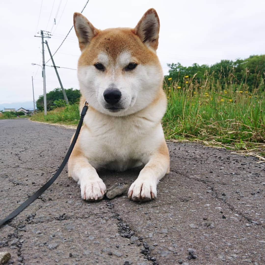 柴犬⭐️サスケさんのインスタグラム写真 - (柴犬⭐️サスケInstagram)「おはわん #柴犬#赤柴#犬ら部 #ふわもこ部 #朝ん歩#石ころ#僕のもの#茶助#柴北会」7月6日 8時16分 - shiba20150405