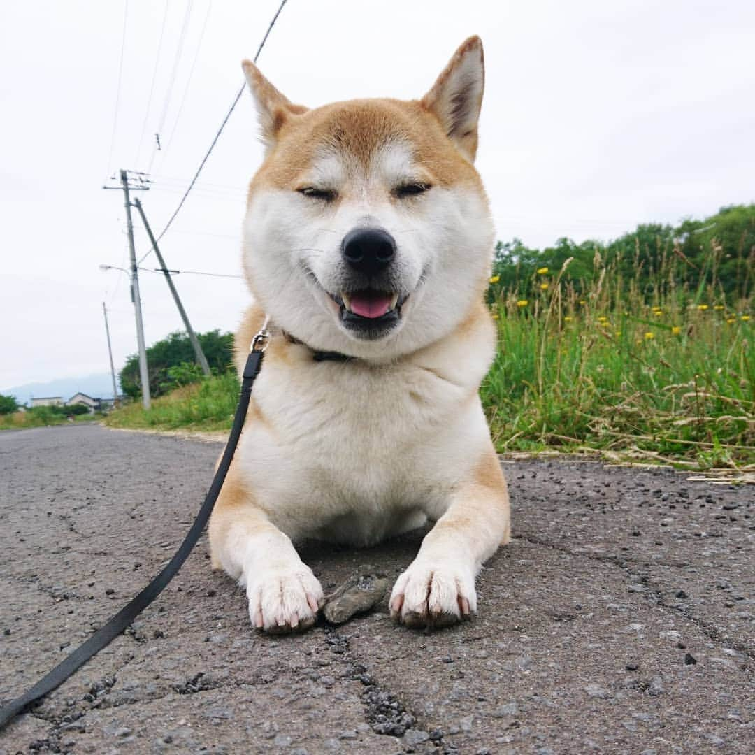 柴犬⭐️サスケのインスタグラム