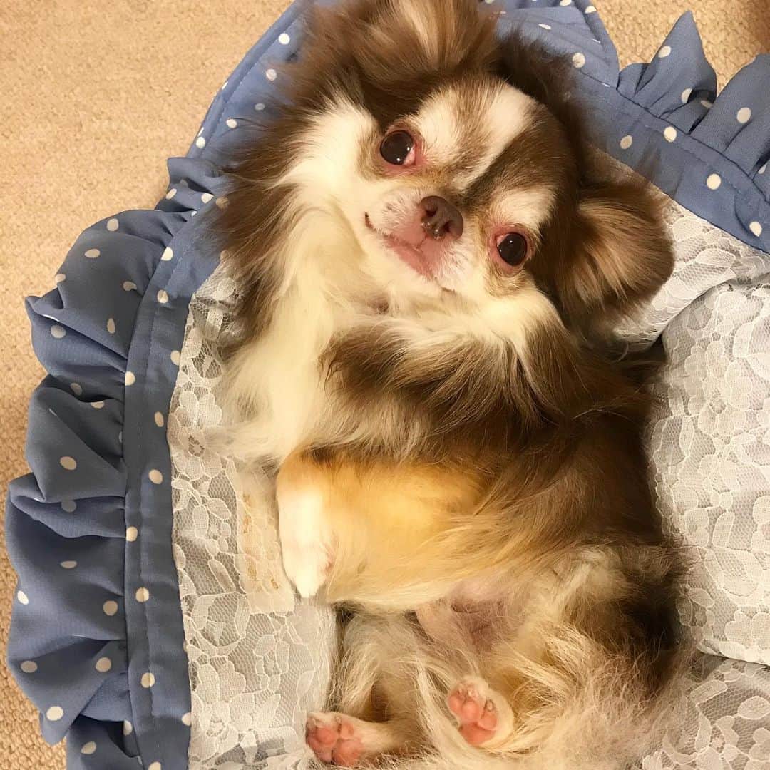 kayoのインスタグラム：「* * おはよー☀️ * * お目目パッチリ👀💗✨ * * Lychee💗 * * #chihuahua#chihuahualove#dogstgram#dog#instadog#チワワ#チワワ大好き * *」