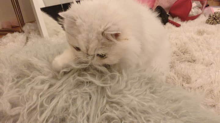 BeBeのインスタグラム：「Happy weekend😘べべたん..動きおもしろいわ😂 #caturday #bebe #cat #kitty #kittycat #bebechannel #meow #eyes #ilovecat #hubcats #videooftheday #instacat #catvideo #funnyvideo #CATLIFE #adorable #猫 #ねこ #kawaii #instacat #petsofinstagram #catsofinstagram #kittensofinstagram」
