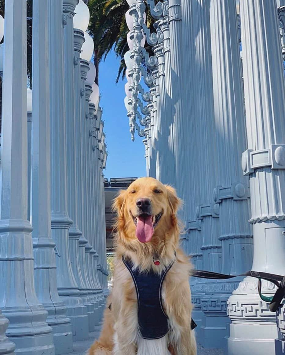 ロサンゼルスカウンティ美術館さんのインスタグラム写真 - (ロサンゼルスカウンティ美術館Instagram)「Happy Friday from a very happy museum visitor! 🐕 #DogsofLACMA regram via @crazygoldencookie」7月6日 8時18分 - lacma