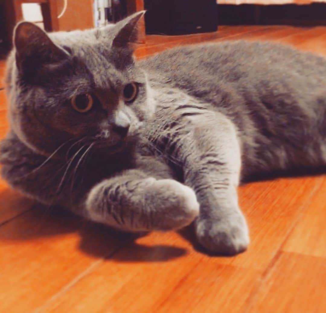 チキン南蛮カレーのルウ王子のグルメインスタ