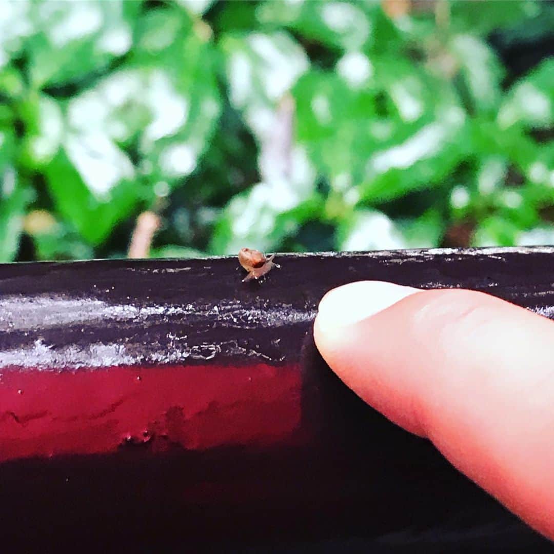 高橋文樹のインスタグラム：「カタツムリ、小さい！ #梅雨」