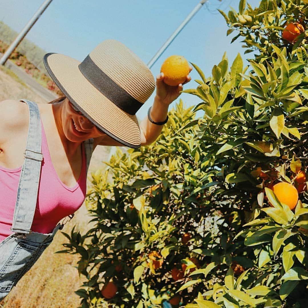 吉松育美さんのインスタグラム写真 - (吉松育美Instagram)「This is my dream... picking  organic oranges each morning and make fresh orange juice!! . 🍊🍊🍊🍊🍊🍊🍊🍊🍊 . 家にこんな甘くて美味しいオレンジの木があったら、、、毎日朝とってオレンジジュース💞最高～🙌🙌🙌 . 庭にオレンジの木とレモンと大葉があったら最高👍👍👍 . . . . #california #orange #organic #juice #love #country #life #healthy #fun #best」7月6日 9時03分 - ikumiyoshimatsu