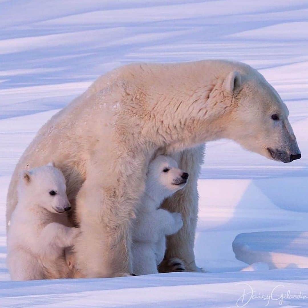 WildLifeのインスタグラム：「By @daisygilardini Mother polar bears in the Hudson Bay region leave their maternity dens with their newborn in February and March. Once cubs leave the warmth of the den, they have to face frigid temperatures that can drop as low as -50C° with wind chill.  Mother bears are particularly attentive and caring toward the little ones when heading onto Hudson Bay to hunt seals. They often stop to nurse and rest. In the event of a storm they will dig “day dens” in snowdrifts, to shelter their cubs from the elements.  #bear #polarbear #wapusknationalPark #manitoba #canada #wildlifephotography #nikon #lowepro #loweprobags #gitzoinspires #frametheextraordinary」