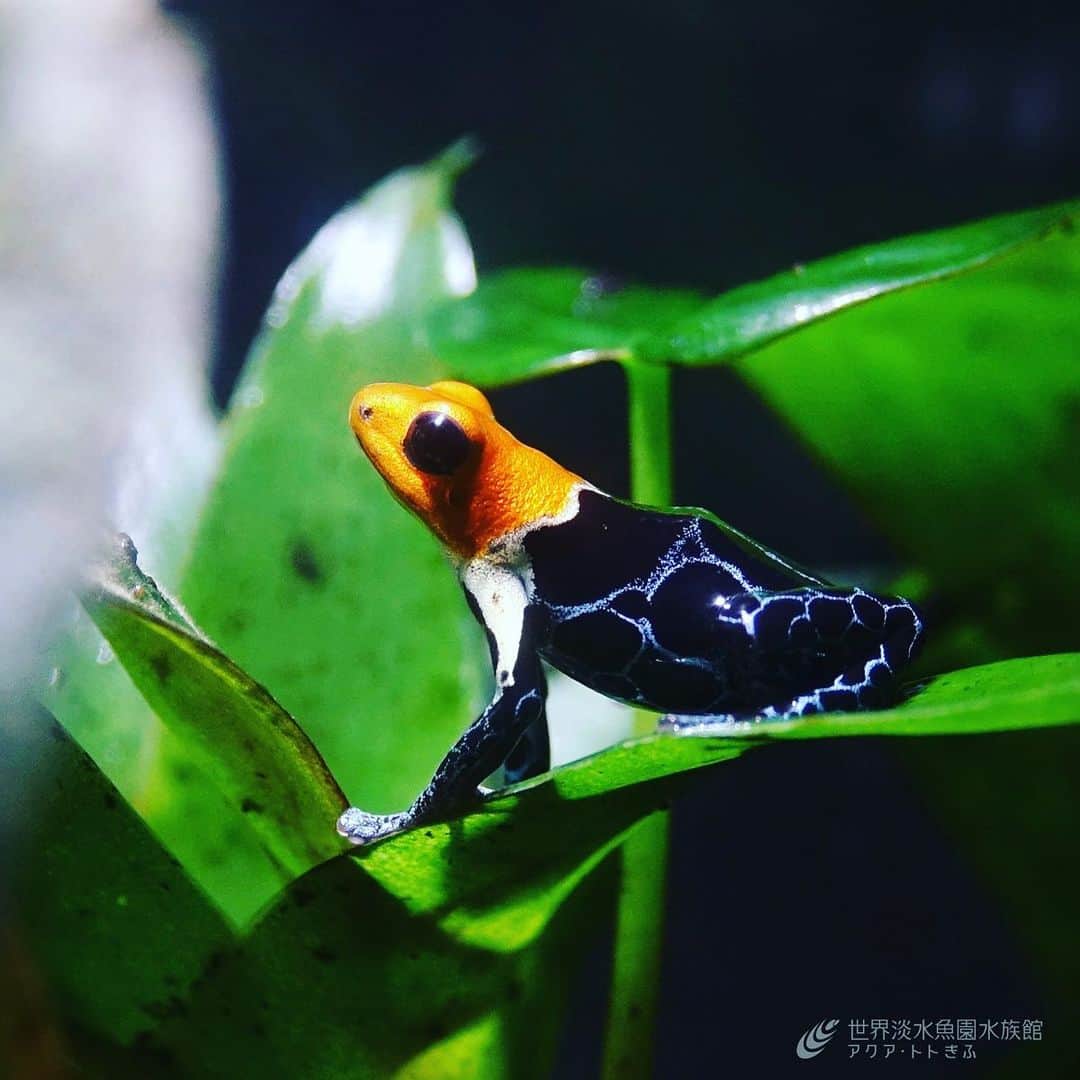 世界淡水魚園水族館 アクア・トト ぎふのインスタグラム：「大好評の企画展「美しきカエルの世界」は7月7日で終了です。まだご覧になっていない方はお早めに！ 写真はファンタスティカヤドクガエル。頭部が赤いのでズアカヤドクガエルともよばれます。 #アクアトト #アクアトトぎふ #アクアトト岐阜 #カエル #カエル🐸 ##frogs」