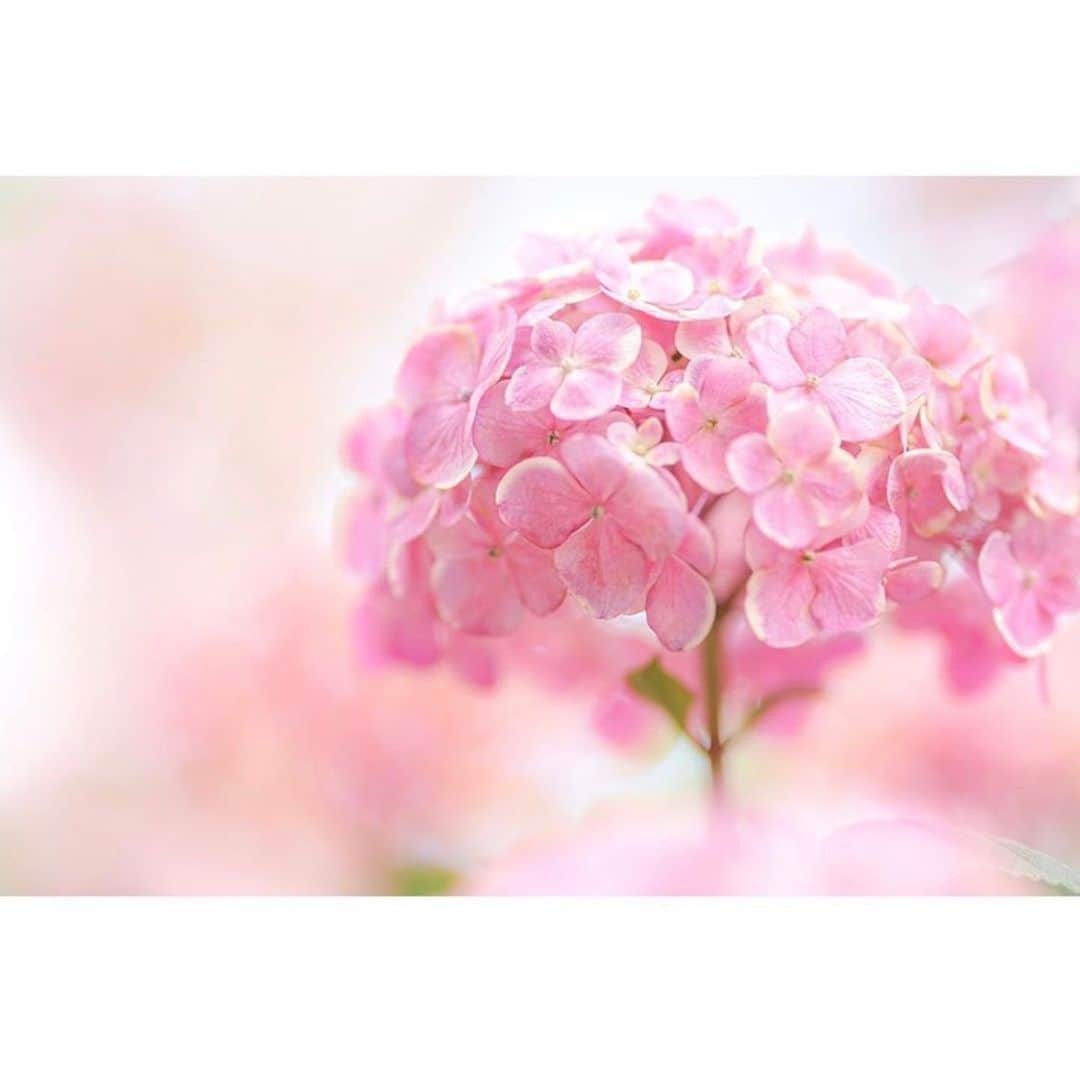 はなまっぷ❁日本の花風景さんのインスタグラム写真 - (はなまっぷ❁日本の花風景Instagram)「💠☔️はなまっぷの紫陽花まつり☔️💠 * @jsdk_163 さんの 紫陽花に花まるを💮 * 梅雨を彩る素敵な紫陽花をありがとうございます😊💠 * 💠アジサイの花言葉💠 家族団らん、仲良し * ☔️•••💠•••🌈•••🐸•••🌈•••💠•••☔️ * 💠紫陽花まつり概要💠 * 期間:〜6/30頃まで ➡️7/7(日)まで延長します * タグ:#はなまっぷ イベント用タグはありません * #はなまっぷ  のタグの中から、紫陽花のお写真をどんどんご紹介させていただきます。期間中はランダムに、複数枚投稿でもご紹介させていただく場合がございます。 * #紫陽花#アジサイ#あじさい#日本#梅雨#花 * ☔️•••💠•••🌈•••🐌•••🌈•••💠•••☔️ *」7月6日 9時53分 - hanamap