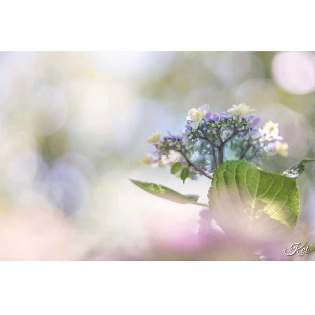はなまっぷ❁日本の花風景さんのインスタグラム写真 - (はなまっぷ❁日本の花風景Instagram)「💠☔️はなまっぷの紫陽花まつり☔️💠 * @jsdk_163 さんの 紫陽花に花まるを💮 * 梅雨を彩る素敵な紫陽花をありがとうございます😊💠 * 💠アジサイの花言葉💠 家族団らん、仲良し * ☔️•••💠•••🌈•••🐸•••🌈•••💠•••☔️ * 💠紫陽花まつり概要💠 * 期間:〜6/30頃まで ➡️7/7(日)まで延長します * タグ:#はなまっぷ イベント用タグはありません * #はなまっぷ  のタグの中から、紫陽花のお写真をどんどんご紹介させていただきます。期間中はランダムに、複数枚投稿でもご紹介させていただく場合がございます。 * #紫陽花#アジサイ#あじさい#日本#梅雨#花 * ☔️•••💠•••🌈•••🐌•••🌈•••💠•••☔️ *」7月6日 9時53分 - hanamap