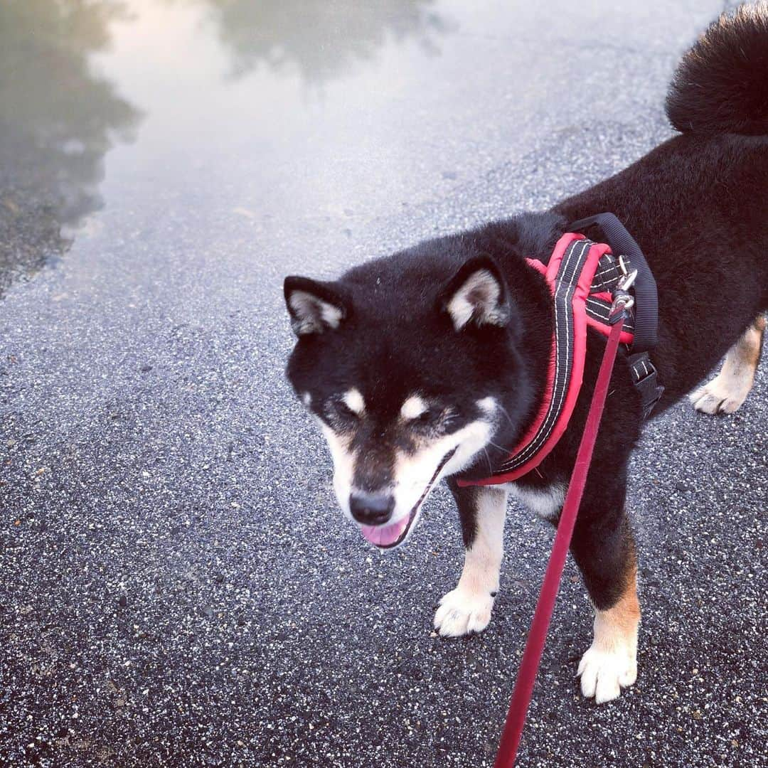 小川博永さんのインスタグラム写真 - (小川博永Instagram)「雨止んだ。けどまたこれから降るんでしょ？  #濡れまる  #今朝まる #ししまる #dog #dogs #柴犬 #黒柴」7月6日 9時46分 - ogawahironaga