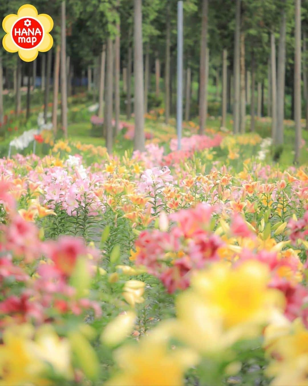 はなまっぷ❁日本の花風景さんのインスタグラム写真 - (はなまっぷ❁日本の花風景Instagram)「🌸はなまっぷ🌸 * @hidechan7777 さんの  花のある風景に花まるを💮 * 林の中で咲き誇る色とりどりの百合をありがとうございます😊🌸 * 岐阜  #谷汲ゆり園 Tanigumi Lily Garden, Gifu Pref. * 🌼ユリの花言葉📝🌼 純粋、無垢 * 見頃を過ぎている場所もご紹介しています。お出かけの際はHP等で最新の情報をご確認くださいね🙏🌸 * 🌸•••🌸•••🌸•••🌸•••🌸•••🌸 * いつも素敵なお花をありがとうございます😊 日本の花のある風景にタグ付けしてください🌸 お花があれば何でもOKです💓 * #はなまっぷ * #日本の美しい花風景#花のある風景#花#花言葉#花畑#風景#ゆり#ユリ#百合」7月6日 9時50分 - hanamap