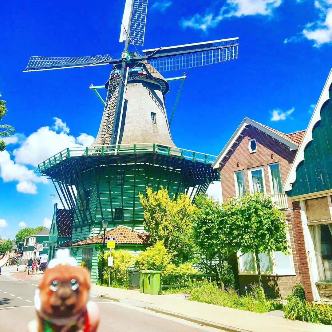 ころさんのインスタグラム写真 - (ころInstagram)「ころツーリスト In オランダ(アムステルダム)  やっと念願の風車に辿り着きました‼️ 凄い素敵😊  ころの他の写真を見たい方はこちらから！  @koro.dottokoi .  #犬 #ころツーリスト #風車 #青空 #オランダ #アムステルダム  #dog #korotourist #windmill #bluesky #nederland #amsterdam」7月6日 10時39分 - koro.dottokoi