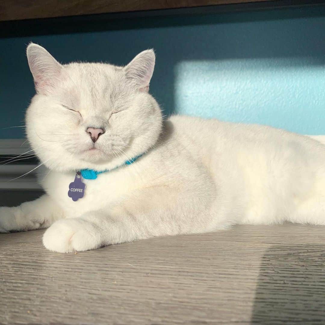 ミスター・ホワイトさんのインスタグラム写真 - (ミスター・ホワイトInstagram)「Sunbathing 😎🌤」7月6日 10時42分 - white_coffee_cat