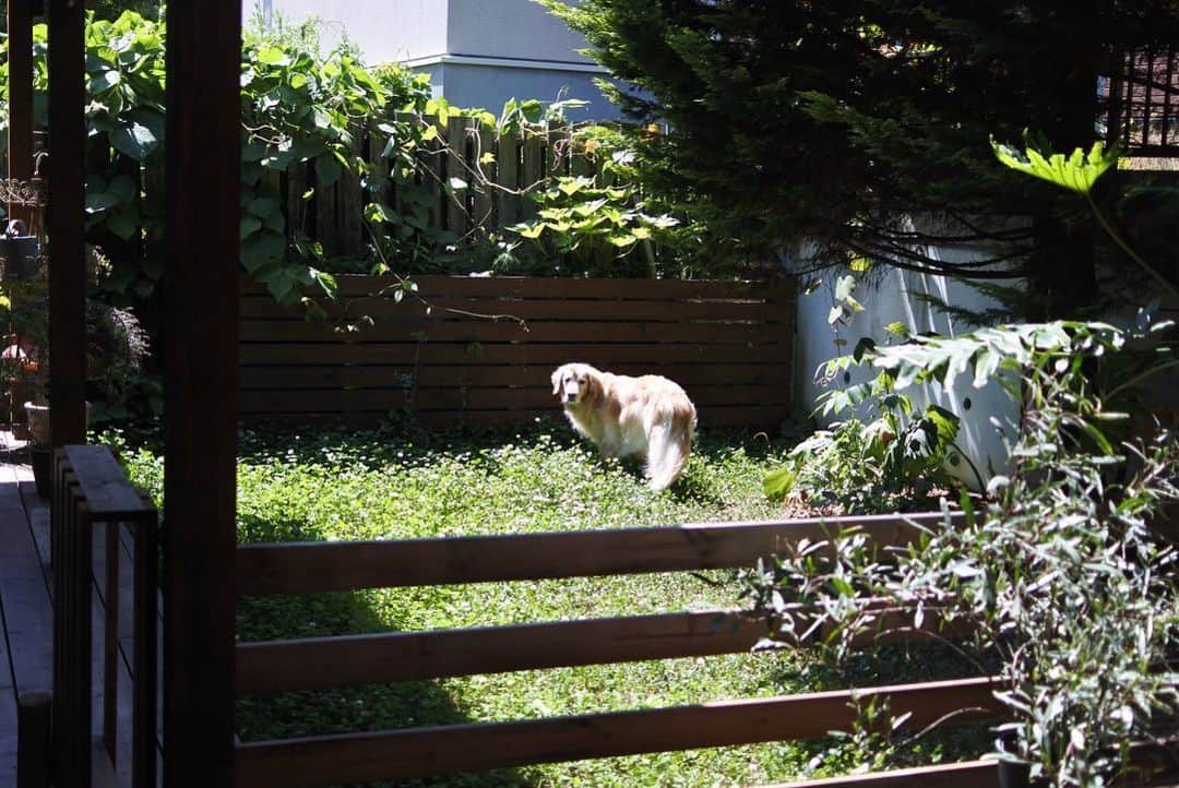 ともさんのインスタグラム写真 - (ともInstagram)「気持ちの良い札幌☀️ こーる君はひとりお庭散策♡ * #ゴールデンレトリバー #こーる君11歳 #クローバー #7月のこーる君庭 #goldenretriever」7月6日 10時43分 - tomowithdog
