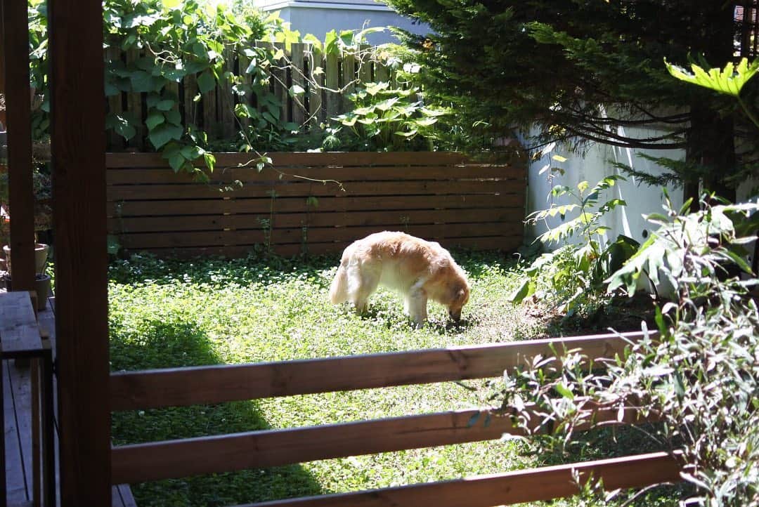 ともさんのインスタグラム写真 - (ともInstagram)「気持ちの良い札幌☀️ こーる君はひとりお庭散策♡ * #ゴールデンレトリバー #こーる君11歳 #クローバー #7月のこーる君庭 #goldenretriever」7月6日 10時43分 - tomowithdog