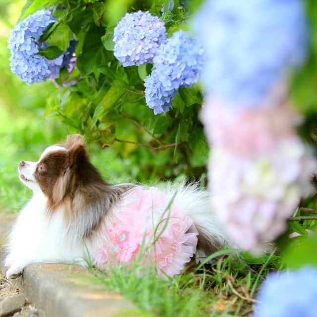 mycoのインスタグラム：「ぽめ×あじさい🐶💜 #pom #ぽめらにあん  #hydrangea」