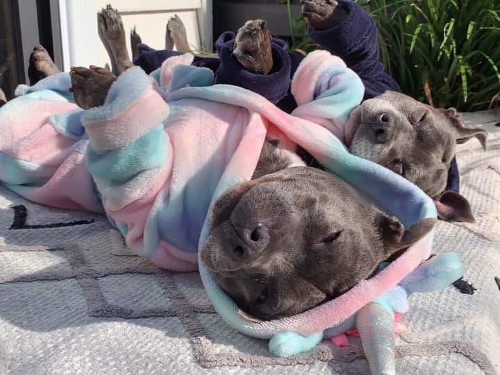 のインスタグラム：「Sunpigging is our favourite winter activity preferably performed to de sound of birds chirping and de background smell of breakfast cooking on de grill.」