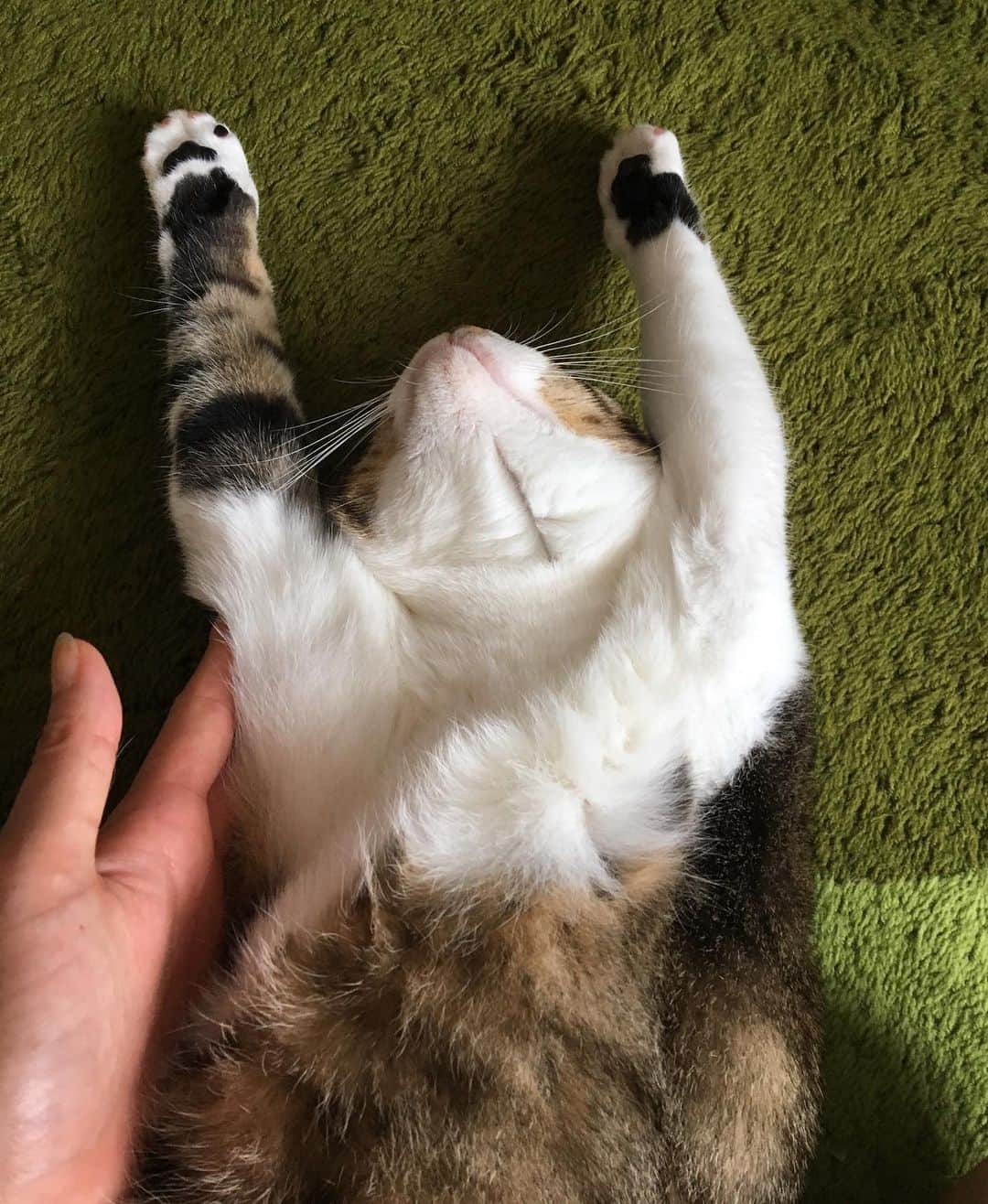 野本かりあのインスタグラム：「猫万歳🙌 #catsofinstagram #にゃんすたぐらむ #lukarly」