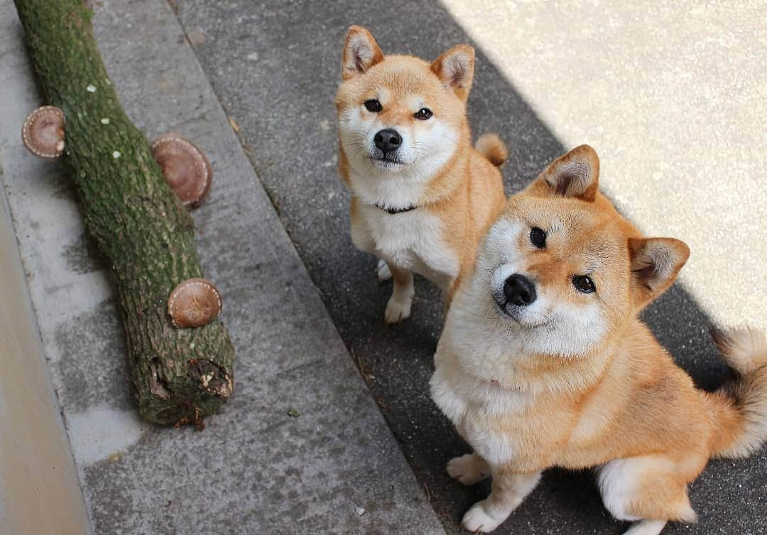 柴犬たま Shibainu Tamaのインスタグラム