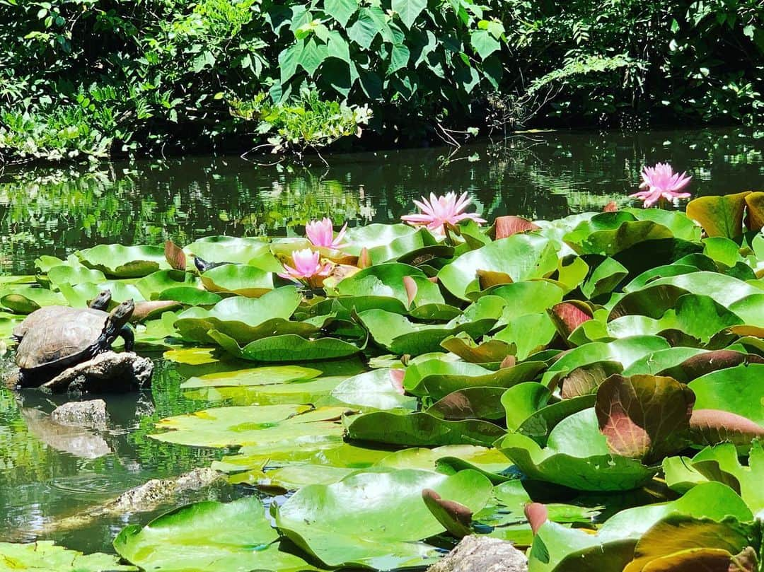 出雲阿国さんのインスタグラム写真 - (出雲阿国Instagram)「蓮の花を撮ってたら 偶然亀さんが写ってるのがあって なんかすごく 縁起良さそうだから  シェアしちゃう！  #月照寺 #島根県松江市 #偶然開運写真w #亀 #蓮の花 #なんか縁起良さそう  蓮の花は 幸運を呼んでくれる花❤️ 亀さんは不老長寿や金運に❤️ こういう小さな嬉しい景色を 見られるの ホント嬉しい😊❤️ #ずもさん #ずも姉 #出雲阿国  #開運 #陽の気拡散」7月6日 11時34分 - izumonookuni