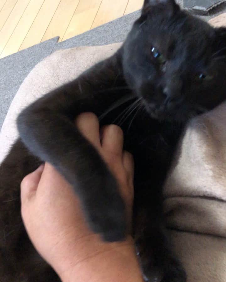 ホタテ＆クラム＆シラスのインスタグラム：「Pawing! 猫パンチをされて倒される気分を味わえる動画。 #cat #neko #blackcat #猫 #ねこ #黒猫 #catstagram #instagram #instagramjapan #ig_japan #igersjp」