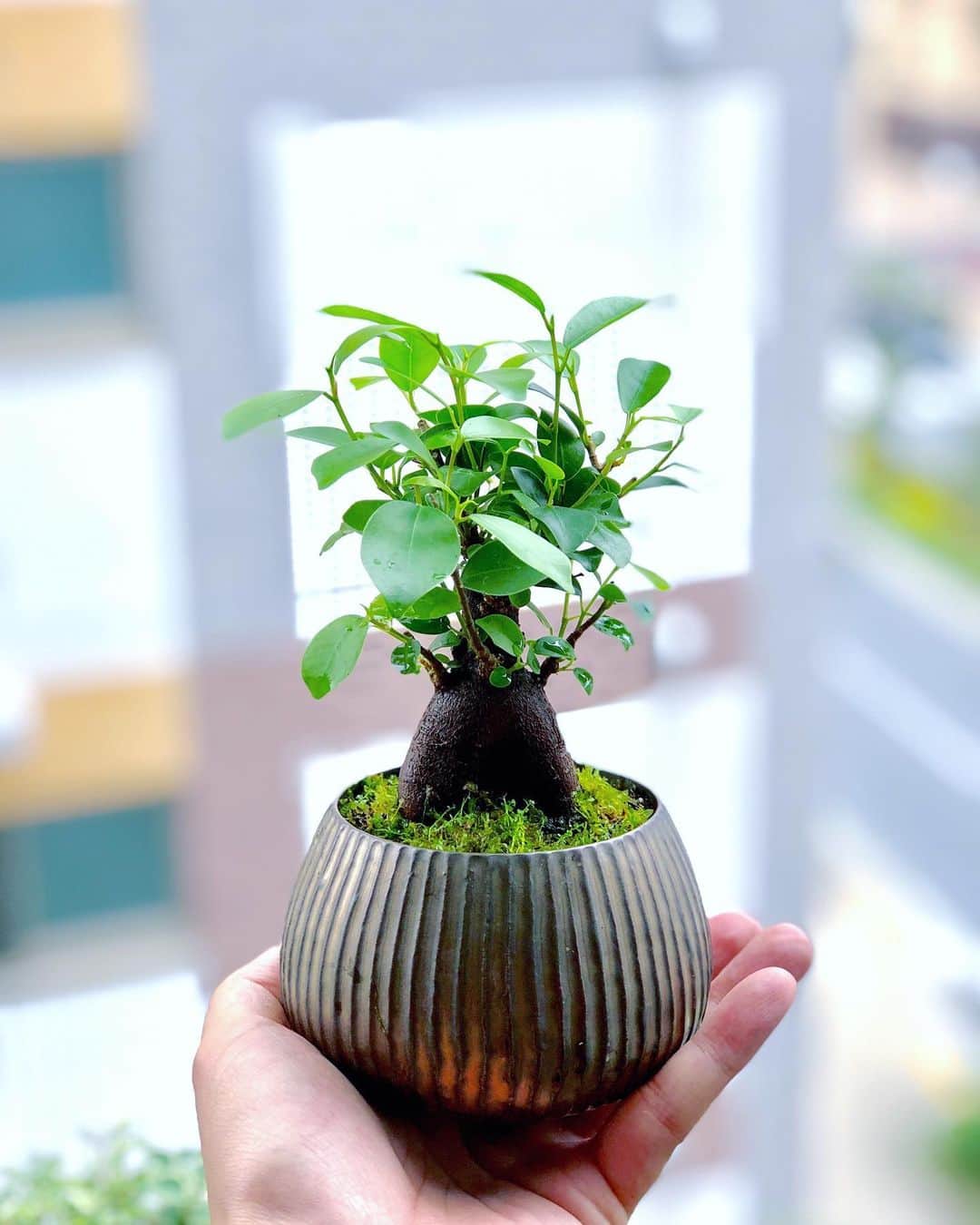 金成公信のインスタグラム：「ガジュマルの鉢を変えてみました。この鉢すごく良い。#鉢 #flowerpot #植木鉢 #盆栽鉢 #bonsaipot #盆栽 #bonsai #bonsaijapan #japanesebonsai #wabisabi #bonsailovers #bonsailife #bonsaitree #bonsaiart #bonsaigram #bonsaiworld #plants #tree #greenlife #greenlifestyle」