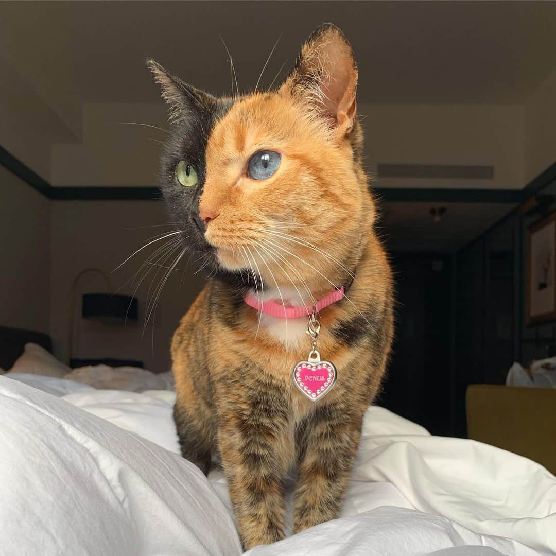 Venus Cat さんのインスタグラム写真 - (Venus Cat Instagram)「Happy Birthday to meeee & good morning!! 🎉Here’s my official first picture as a 10 year old! Do you like my new bling ID tag? I’m celebrating today @meowfestival along with my other OG July b-day girl friends @pudgethecat and @nala_cat who will also be at Meowfest! Happy b-day to you too ladies! 😺❤️ We are going to try to get a pic of the 3 of them together later. Check the story I’m about to post to see something super cool that happened on this day 2 years ago! 😺 #happybirthday #10 #doubledigits」7月6日 21時28分 - venustwofacecat