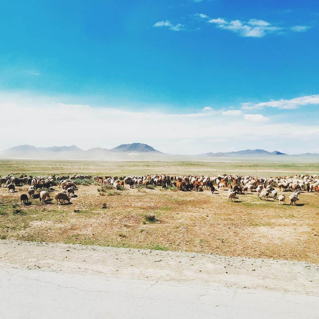 北条かやさんのインスタグラム写真 - (北条かやInstagram)「#モンゴル #ウランバートル  から移動中 草原に羊の群れ  車を降りて撮影した☺️」7月6日 21時41分 - n_a_y_a_n_m_i_m_u