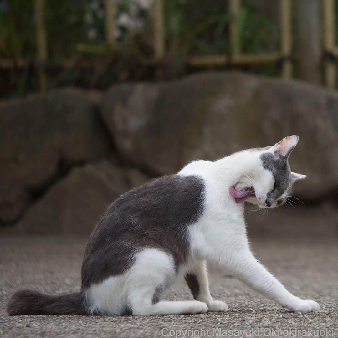 Masayukiさんのインスタグラム写真 - (MasayukiInstagram)「器用さ。  #cat #ねこ」7月6日 21時50分 - okirakuoki