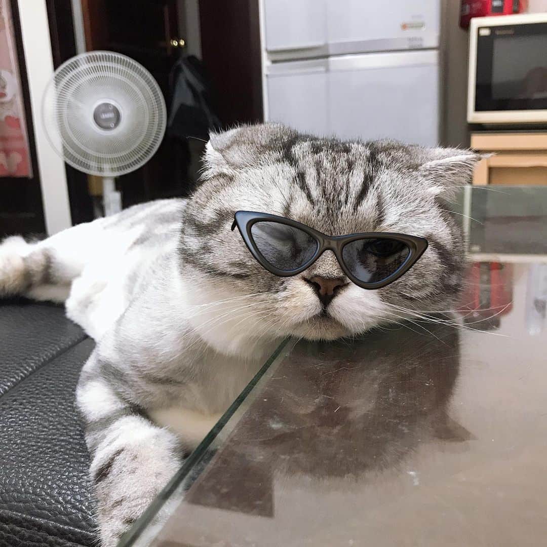 のインスタグラム：「丸顔ヤンキー . #cat #catstagram #catsofinstagram #instacat #cutecat #katsuo」