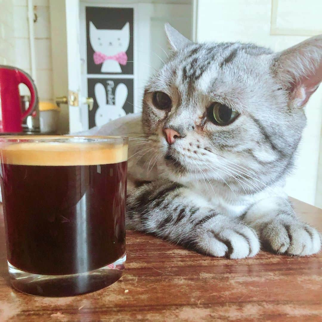 ルフさんのインスタグラム写真 - (ルフInstagram)「#luhu:"oh no...coffees again 😞..." - - #cat #cute #catsofinstagram #angel #adorable #lovely #sadcat」7月6日 21時57分 - lanlan731