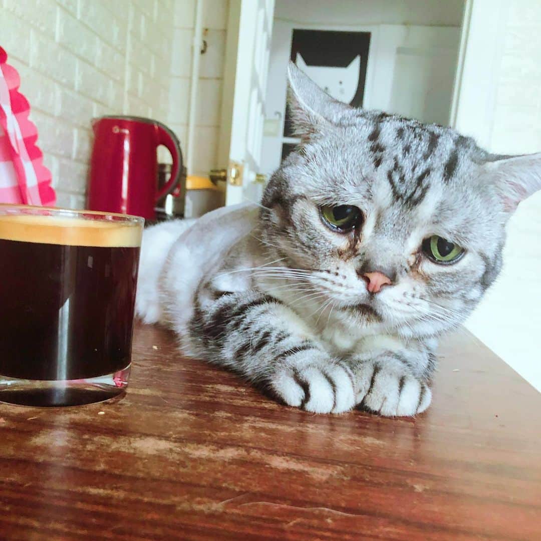 ルフさんのインスタグラム写真 - (ルフInstagram)「#luhu:"oh no...coffees again 😞..." - - #cat #cute #catsofinstagram #angel #adorable #lovely #sadcat」7月6日 21時57分 - lanlan731