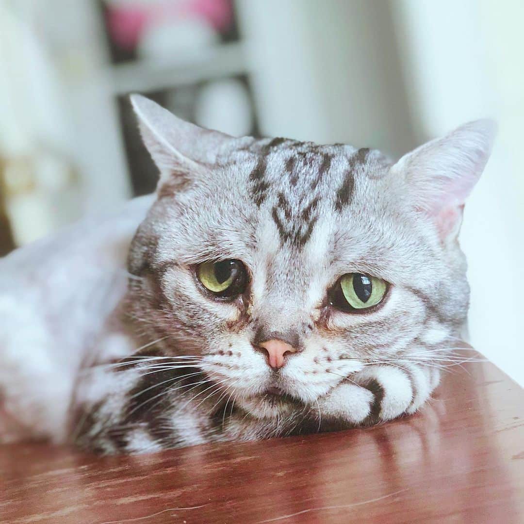 ルフさんのインスタグラム写真 - (ルフInstagram)「#luhu:"oh no...coffees again 😞..." - - #cat #cute #catsofinstagram #angel #adorable #lovely #sadcat」7月6日 21時57分 - lanlan731